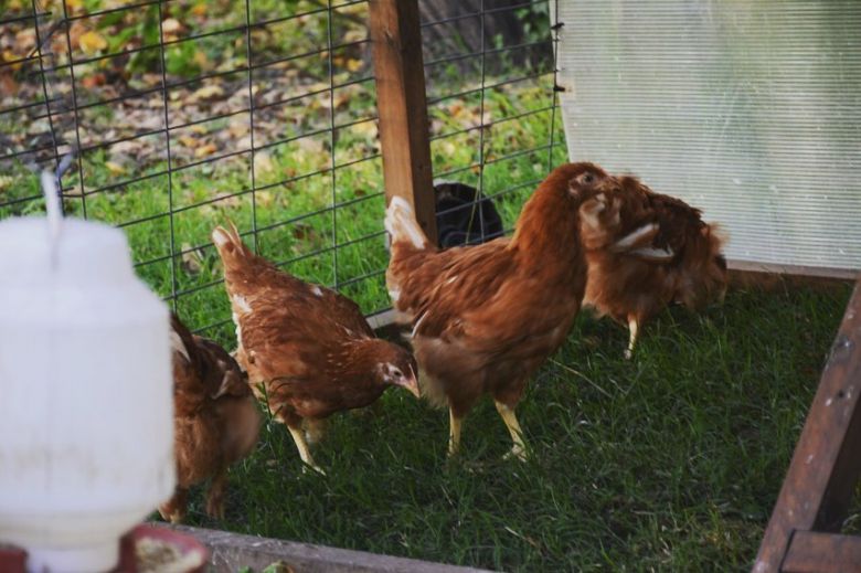 Gallinas Felices: Un cambio de paradigma animal