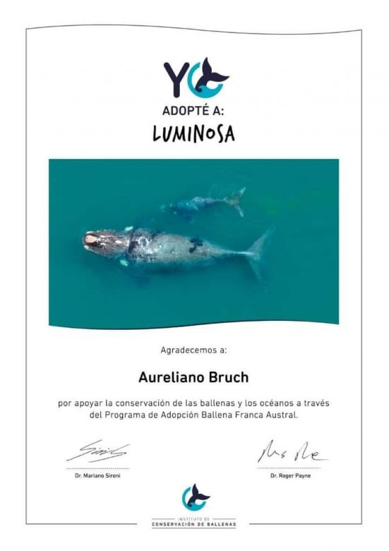 Un joven adoptó una Ballena Franca Austral Argentina